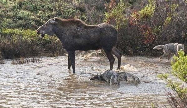 Hayvanların vahşi dünyası
