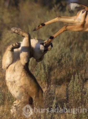 Hayvanların vahşi dünyası
