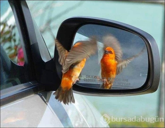 Tam zamanında yakalanan fotoğraflar