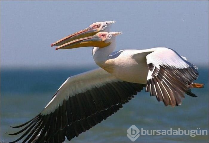 Deklanşöre tam zamanında basınca