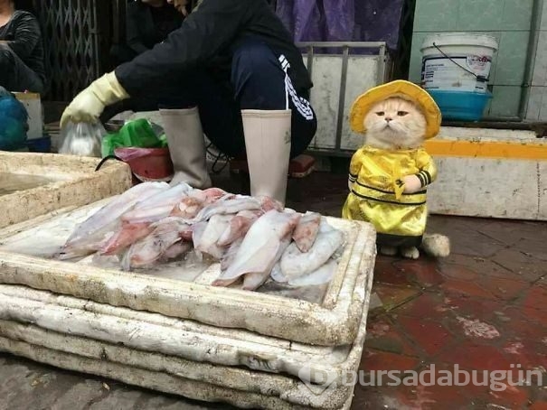 Sosyal medya fenomeni 'Balıkçı Kedi'nin diğer fotoğrafları da gülümsetti