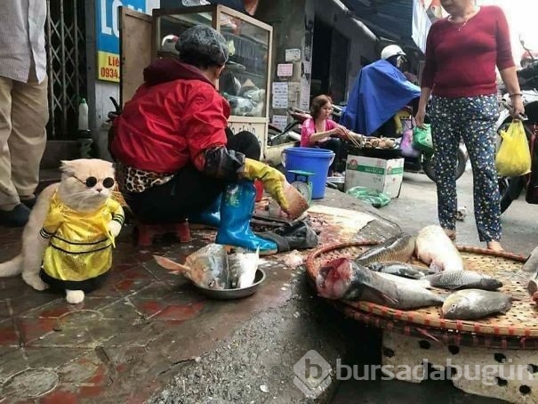 Sosyal medya fenomeni 'Balıkçı Kedi'nin diğer fotoğrafları da gülümsetti