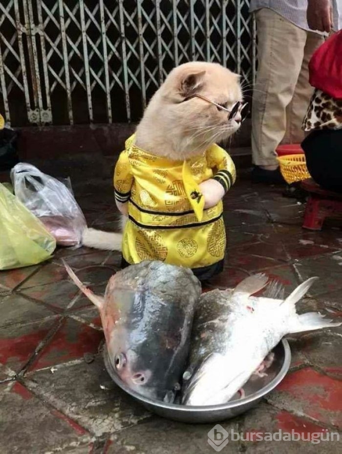 Sosyal medya fenomeni 'Balıkçı Kedi'nin diğer fotoğrafları da gülümsetti