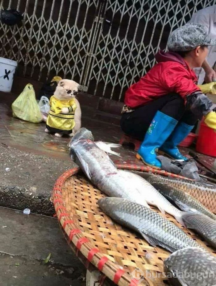 Sosyal medya fenomeni 'Balıkçı Kedi'nin diğer fotoğrafları da gülümsetti