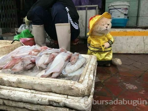 Sosyal medya fenomeni 'Balıkçı Kedi'nin diğer fotoğrafları da gülümsetti