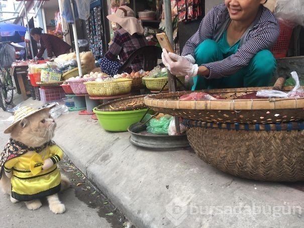 Sosyal medya fenomeni 'Balıkçı Kedi'nin diğer fotoğrafları da gülümsetti