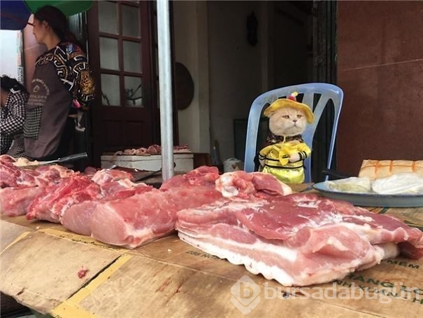 Sosyal medya fenomeni 'Balıkçı Kedi'nin diğer fotoğrafları da gülümsetti