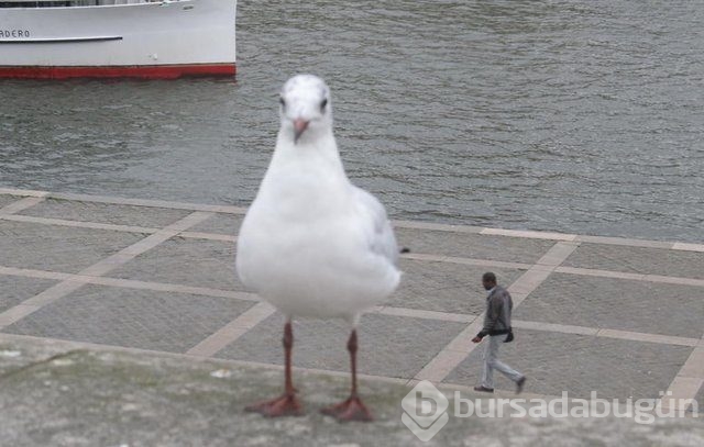 Bu fotoğraflar ilk baktığınız gibi değil!