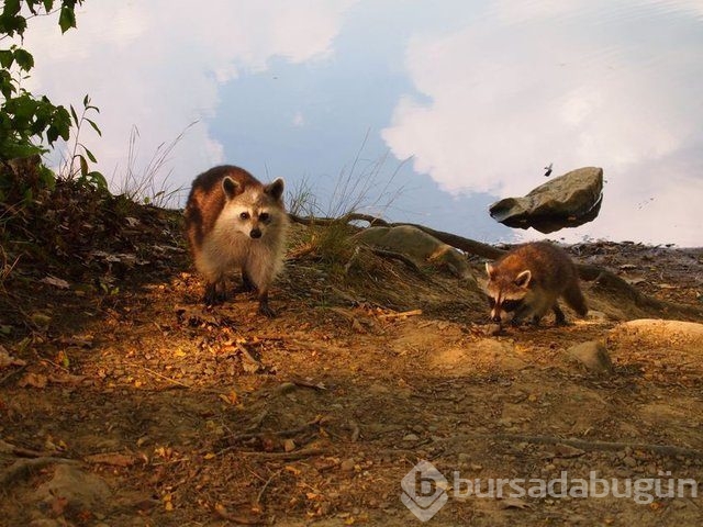 Bu fotoğraflar ilk baktığınız gibi değil!