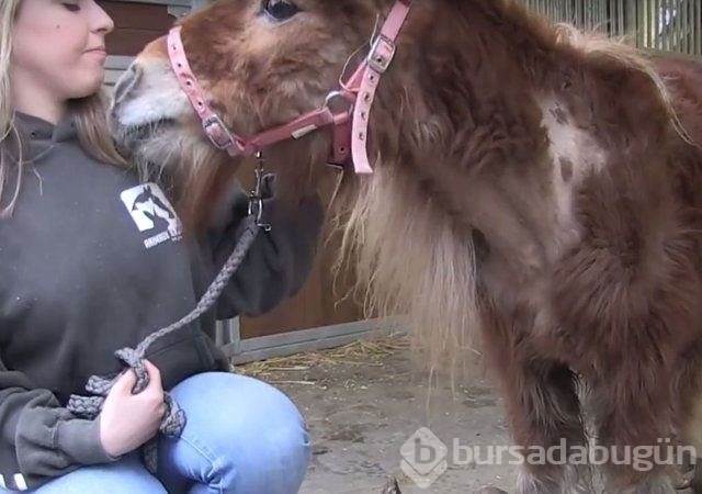 Son anda hayata döndürülen sevimli dostlarımız 