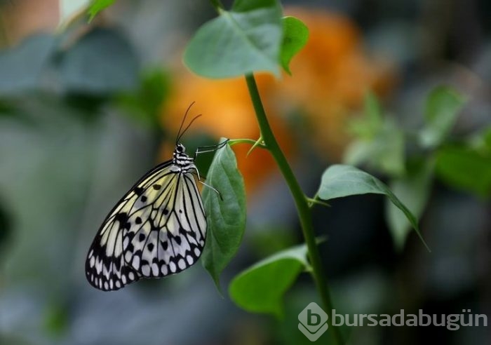 Konya Tropikal Bahçesi'nin kelebekleri görülmeye değer 