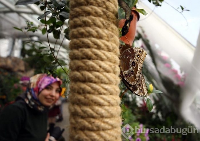 Konya Tropikal Bahçesi'nin kelebekleri görülmeye değer 