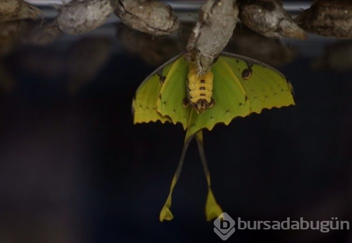 Konya Tropikal Bahçesi'nin kelebekleri görülmeye değer 