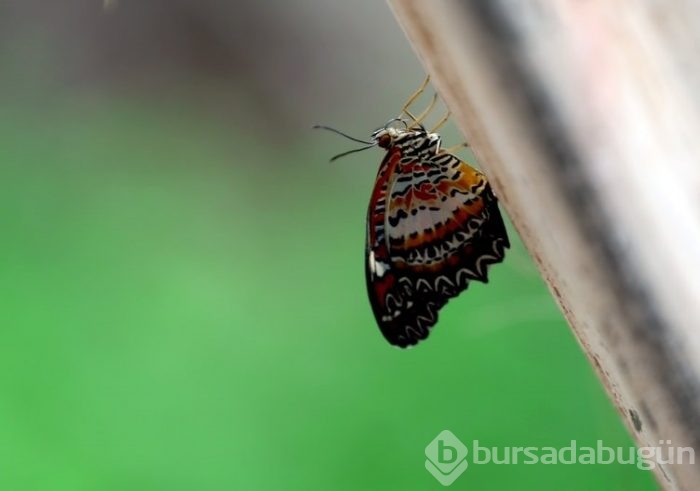 Konya Tropikal Bahçesi'nin kelebekleri görülmeye değer 