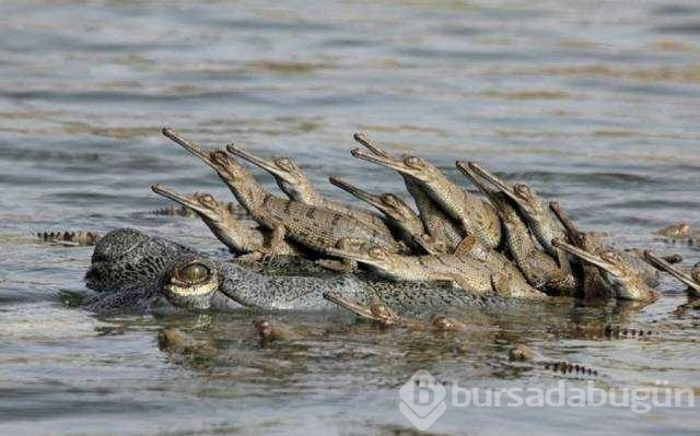 Günün en çok paylaşılan fotoğrafları