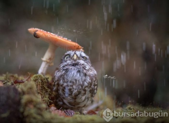 Bu fotoğrafların gerçek olduğuna inanamayacaksınız!