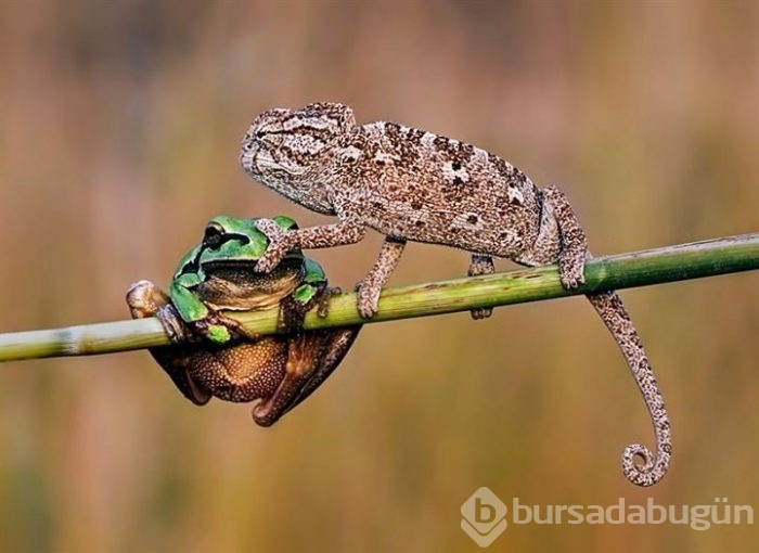 Bu fotoğrafların gerçek olduğuna inanamayacaksınız!