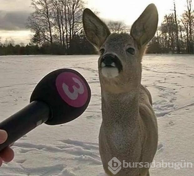 Durduk yere güldüren 20 çılgın fotoğraf 