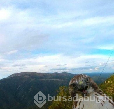 Bir anda fotoğraf karesinde beliren sevimli dostlarımız