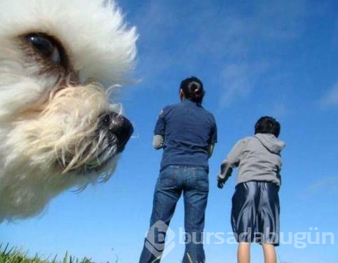 Bir anda fotoğraf karesinde beliren sevimli dostlarımız