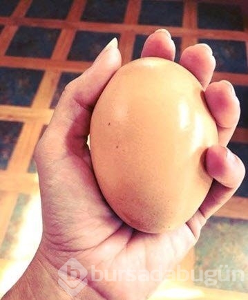 İçinden çıkanlar şok etti!