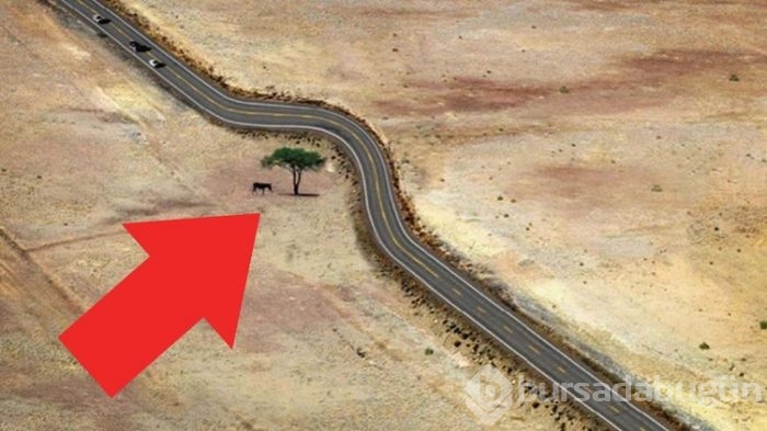Photoshopsuz olduğuna inanamayacağınız fotoğraflar
