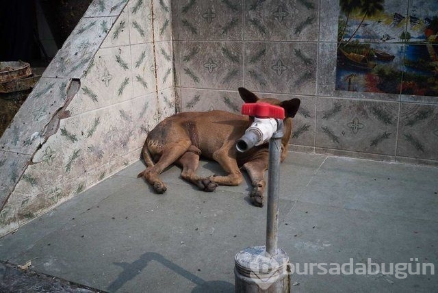 Photoshopsuz olduğuna inanamayacağınız fotoğraflar
