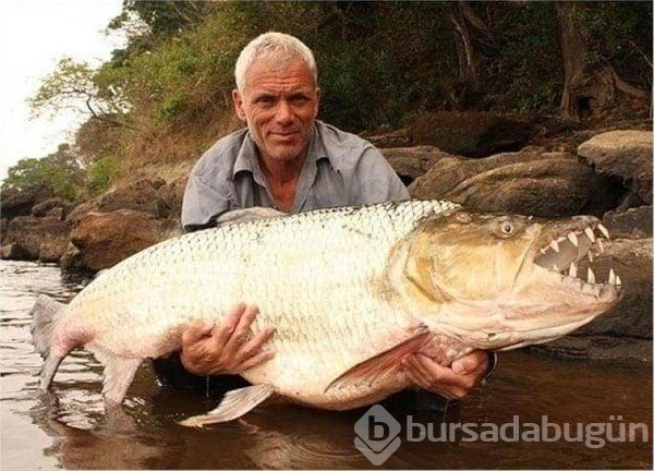 Devasa balıklar