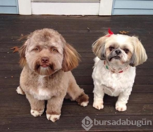 Sosyal medya karıştı! İnsan yüzlü köpek
