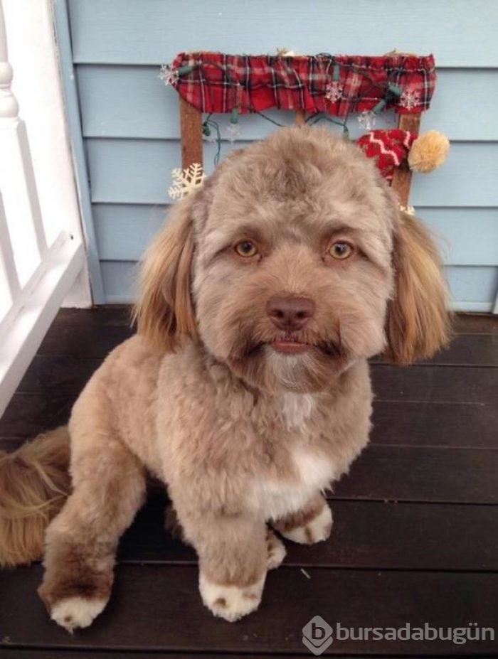 Sosyal medya karıştı! İnsan yüzlü köpek
