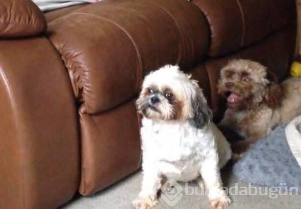 Sosyal medya karıştı! İnsan yüzlü köpek
