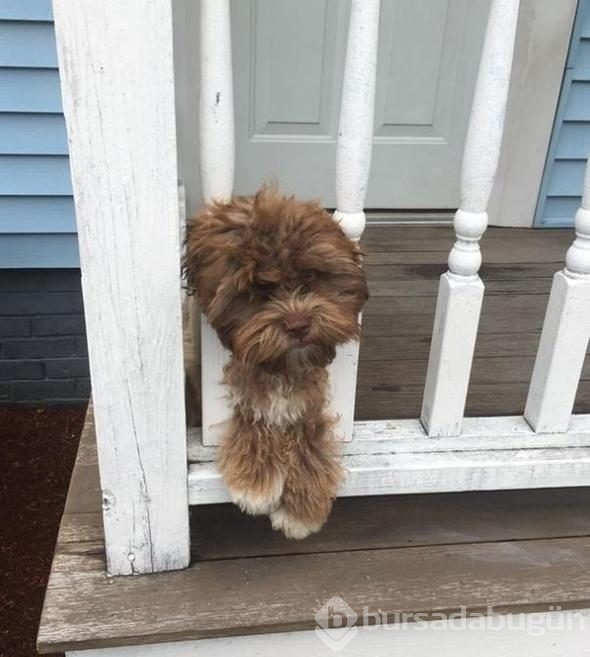 Sosyal medya karıştı! İnsan yüzlü köpek
