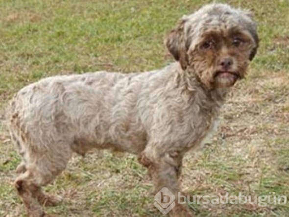 Sosyal medya karıştı! İnsan yüzlü köpek
