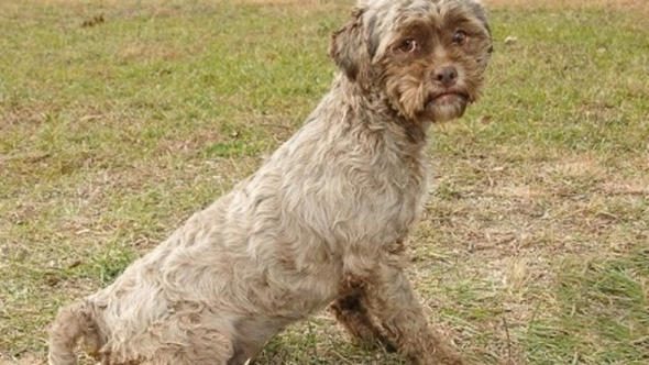 Sosyal medya karıştı! İnsan yüzlü köpek
