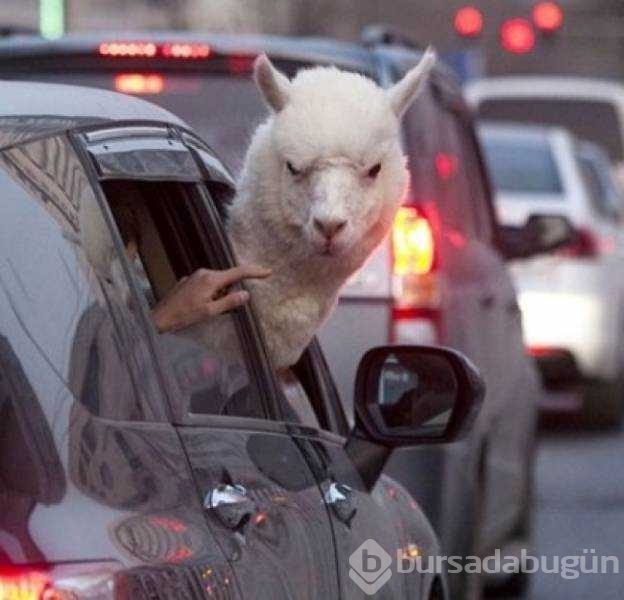 Günün en çok paylaşılan fotoğrafları
