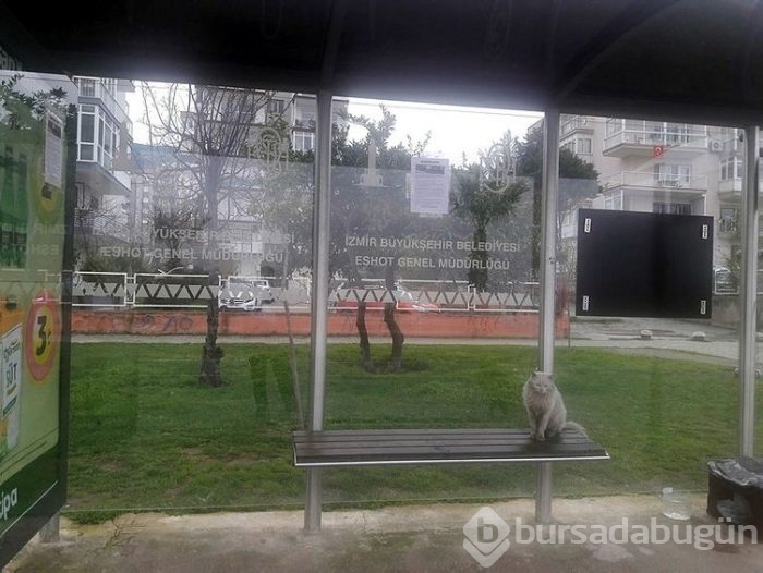Durakta istenmeyen kedi için yazı astı, paylaşım rekoru kırdı