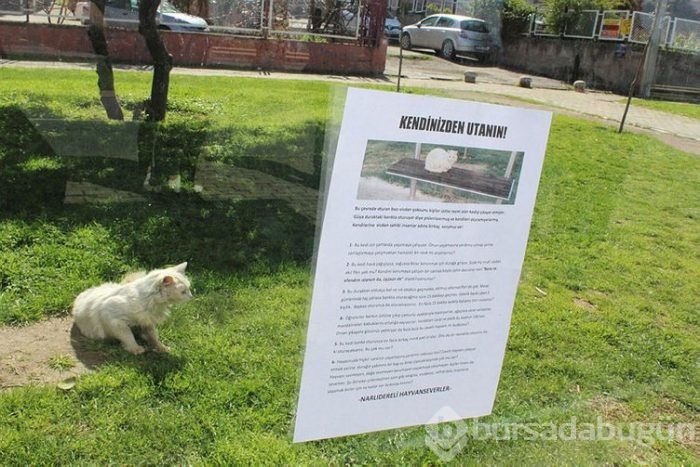 Durakta istenmeyen kedi için yazı astı, paylaşım rekoru kırdı