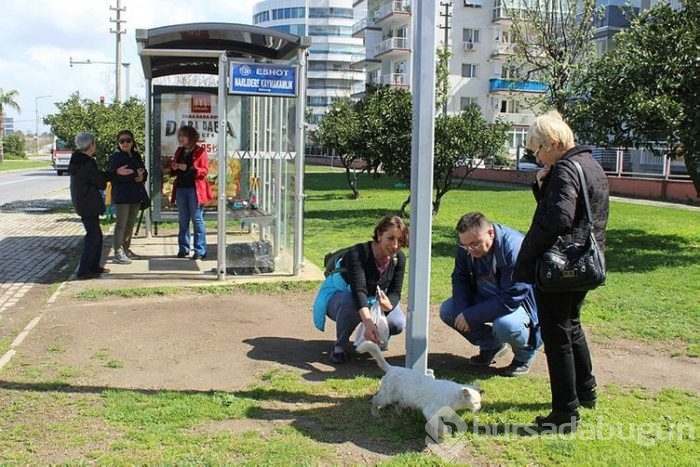 Durakta istenmeyen kedi için yazı astı, paylaşım rekoru kırdı