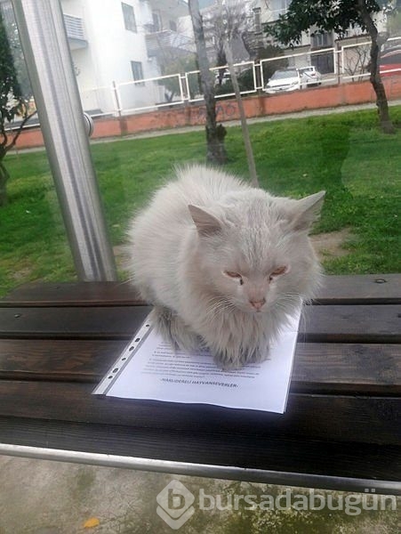 Durakta istenmeyen kedi için yazı astı, paylaşım rekoru kırdı