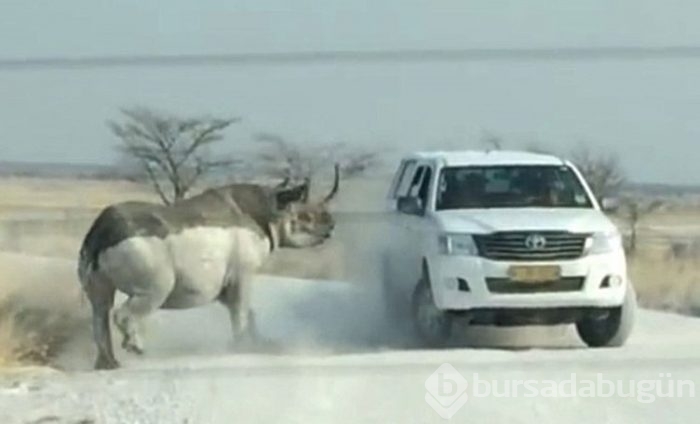Hayvanların hışmına uğrayan insanlar!