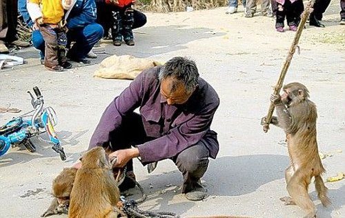 Hayvanların hışmına uğrayan insanlar!
