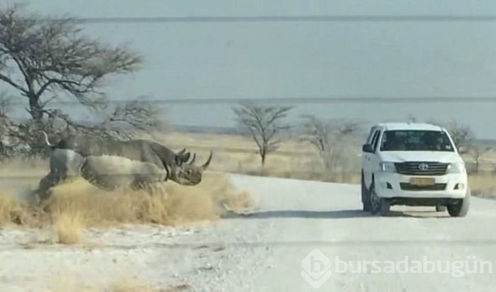Hayvanların hışmına uğrayan insanlar!