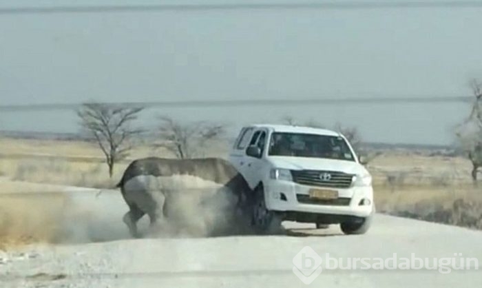 Hayvanların hışmına uğrayan insanlar!
