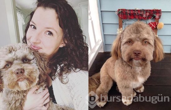 İnsan yüzlü köpek sosyal medyada fenomen oldu

