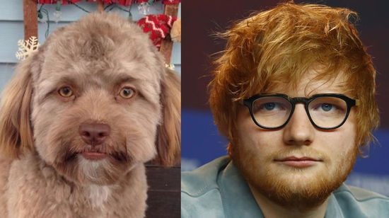 İnsan yüzlü köpek sosyal medyada fenomen oldu
