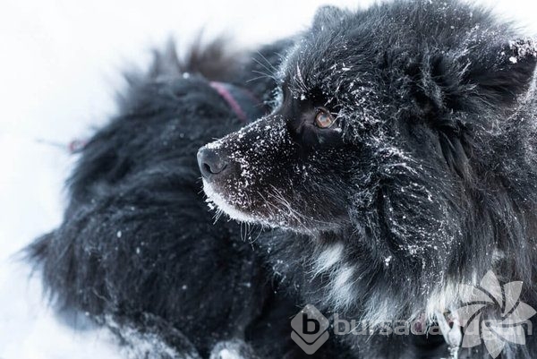 Lapland'ın büyüleyici kışı