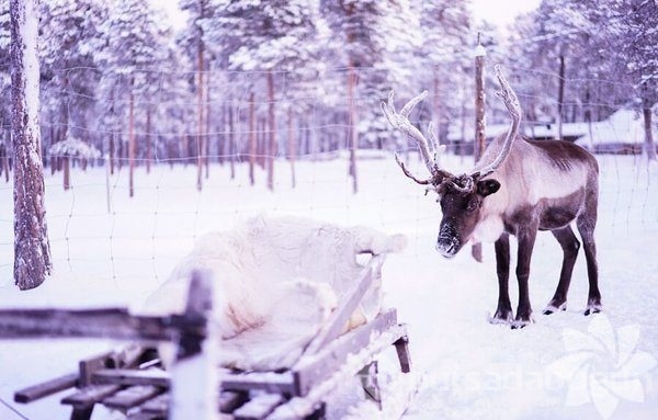 Lapland'ın büyüleyici kışı