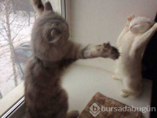 Günün en çok paylaşılan fotoğrafları
