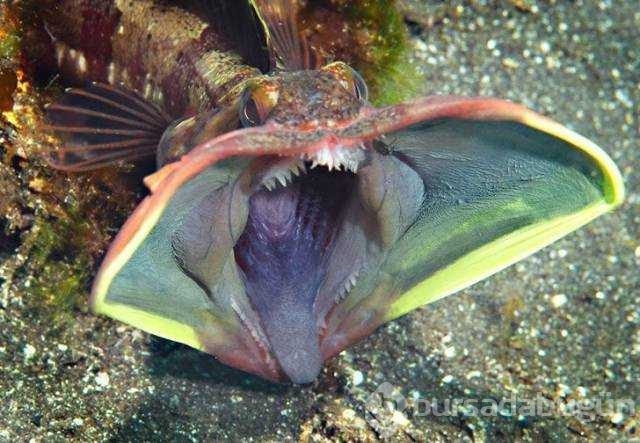 Günün en çok paylaşılan fotoğrafları
