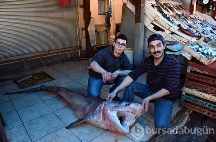 Akdeniz'de 3 metrelik köpek balığı yakalandı! Görenleri şaşkına çeviren görüntüler! 